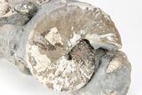 Two Iridescent Fossil Ammonites (Discoscaphites) - South Dakota #209666-2